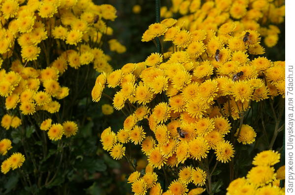 Хризантема садовая сорт Stallion Yellow