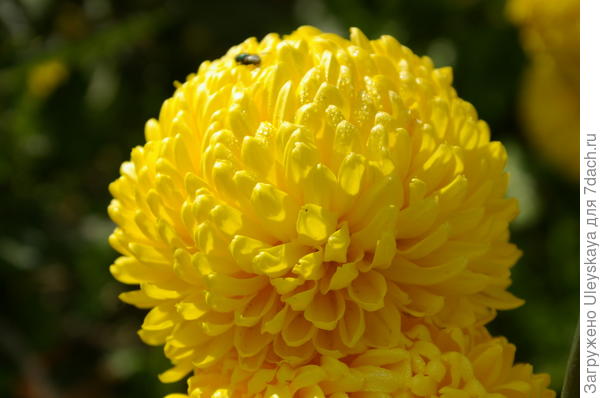 Хризантема садовая сорт Creamiest Yellow