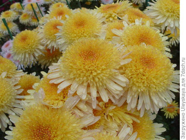 Хризантема садовая сорт Eleanor Yellow