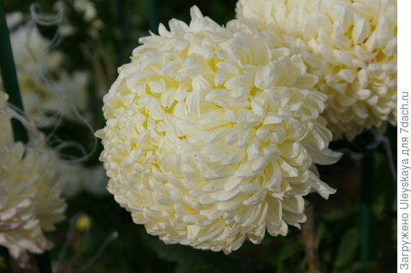 Хризантема садовая сорт Creamiest White