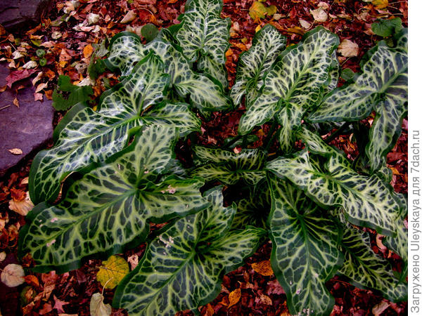 Арум итальянский Marmoratum, фото сайта www.hardytropicals.co.uk