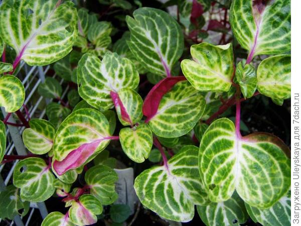 Ирезина Хербста Aureoreticulata, с сайта www.georgiavines.com