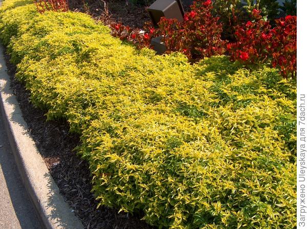 Золотистый бордюр из альтернантеры сорт Chartreuse , фото сайта www.onlineplantguide