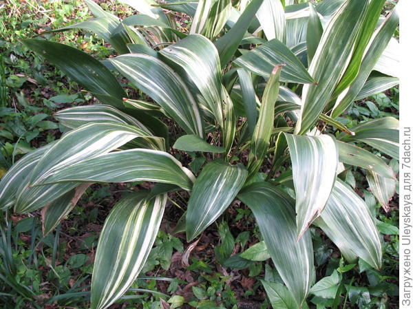 Аспидистра возвышенная Variegata, фото сайта www.onlineplantguide.com
