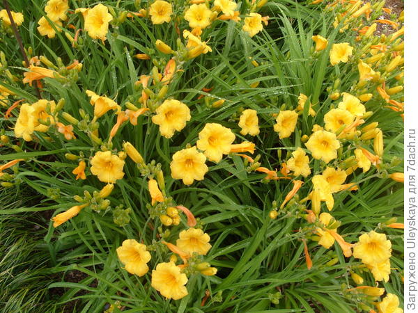 Лилейник гибридный сорт Stella de Oro