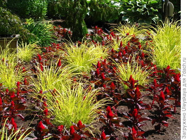 Осока высокая, фото сайтаducoeuraujardin.forumzen.com