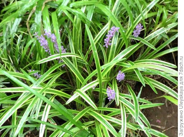 Офиопогон ябуран Vittatus, фото сайта blog.goo.ne.jp