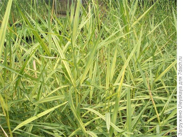 Тростник южный Variegatus, фото сайта store.wickleinswatergardens.com