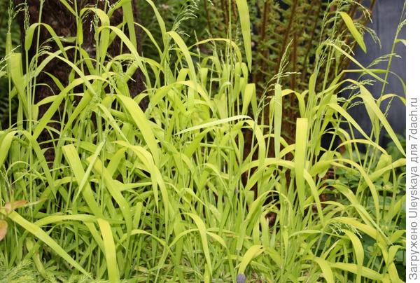 Бор развесистый Aureum, фото сайта growingnicely.co.uk