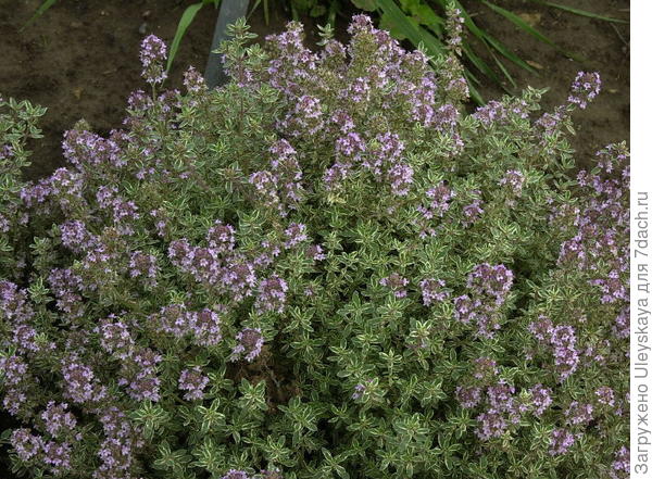 Чабрец лимонный Silver Queen, фото сайта www.plantes.ch