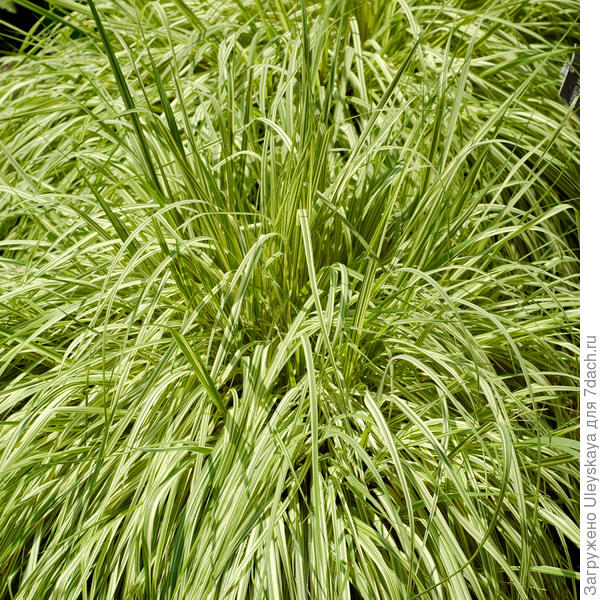 Молиния голубая Variegata, фото сайтаwww.dobbies.com