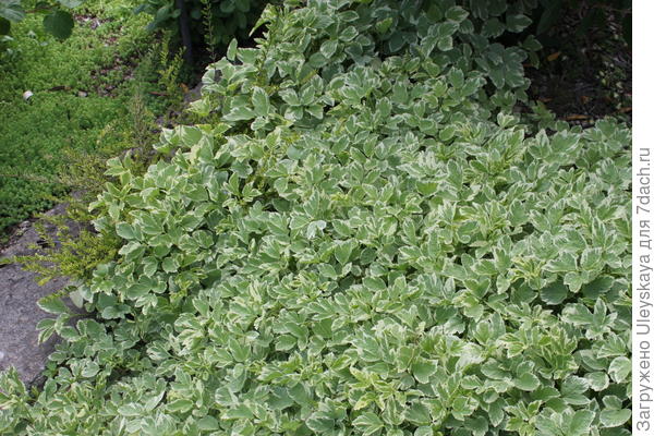 Сныть узловатая Variegata