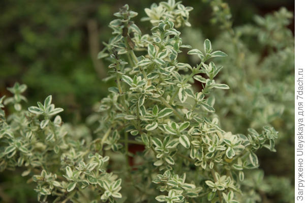 Чабрец обыкновенный Silver Posie, фото сайтаmargaridamoreira.com
