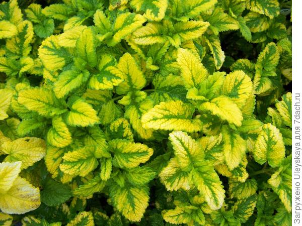 Мелисса лекарственная Aurea, фото сайта www.perryhillnurseries.co.uk