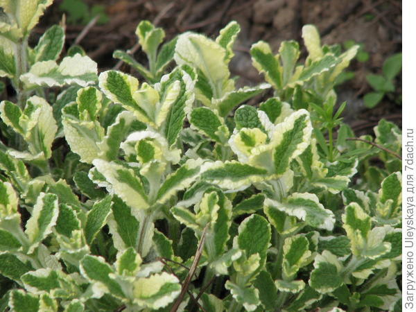 Мята душистая Variegata, фото сайта commons.wikimedia.org