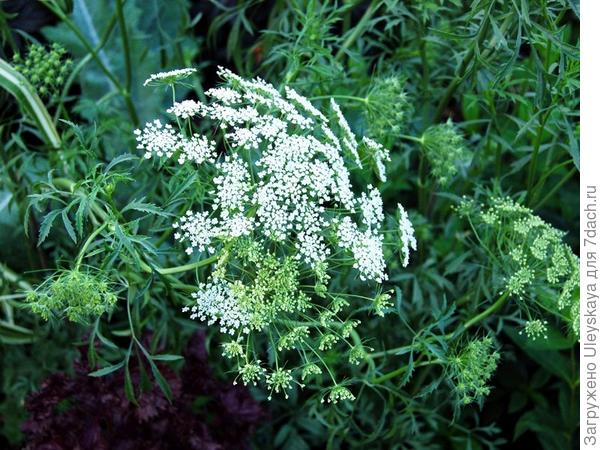 Амми большая, фото сайта www.specialplants.ne