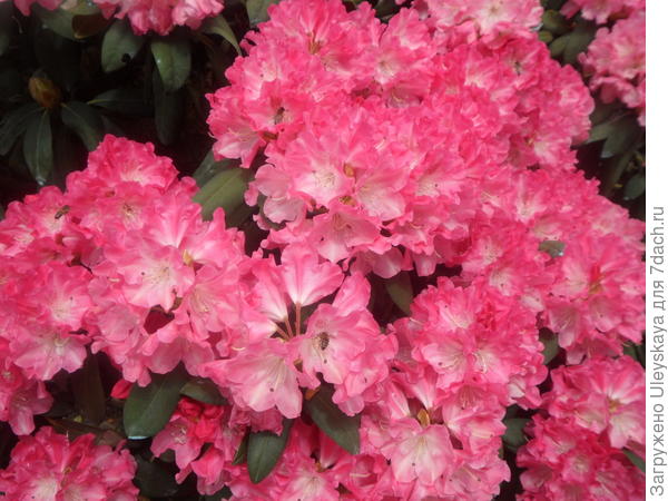 С Днем Ангела