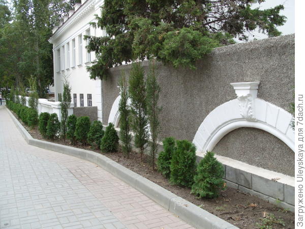Туя западная в Севастополе