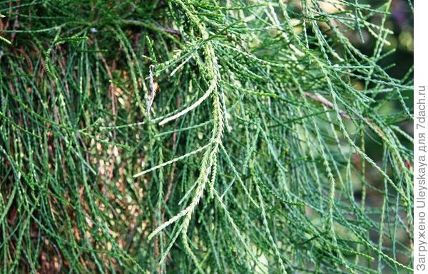 Плосковеточник восточный Balaton сайта www.atouchofgreen-gardenwebshop.nl