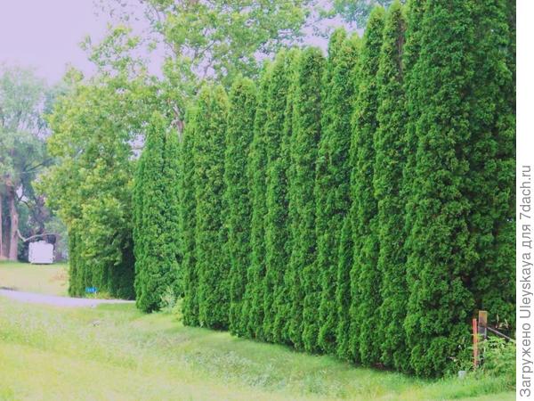 Живая изгородь из платикладуса, фото сайта gardenmother.blogspot.com