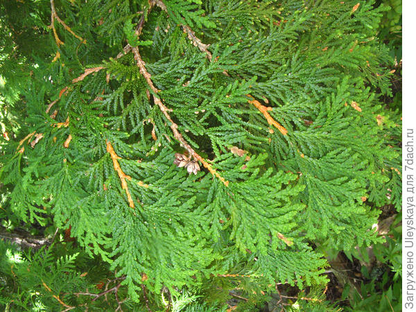 Веточки туи западной, фото сайта gobotany.newenglandwild.org