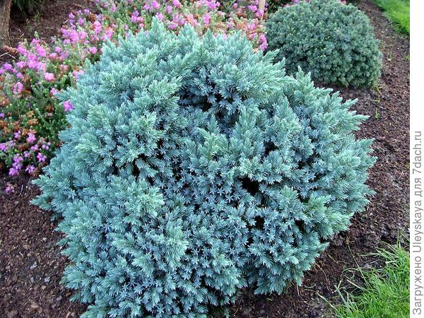 Можжевельник чешуйчатый Blue Star, фото сайта greenville.spb.ru
