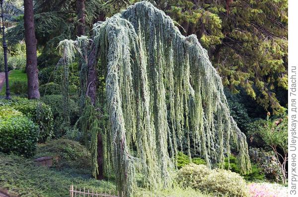 Кедр атласский Glauca Pendula