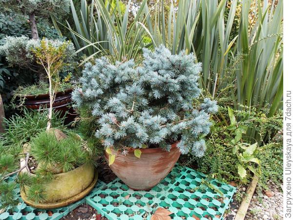 Ель колючая Glauca Globosa