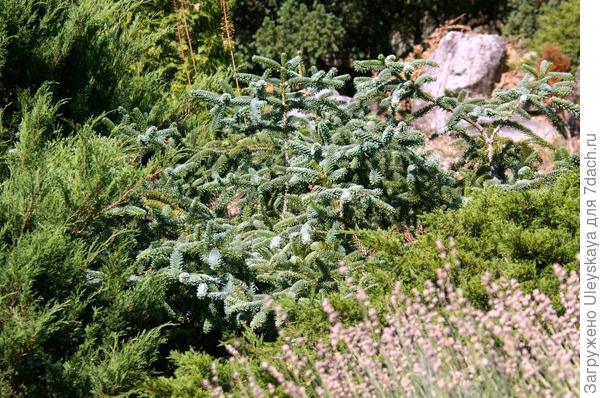Пихта благородная Glauca Prostrata