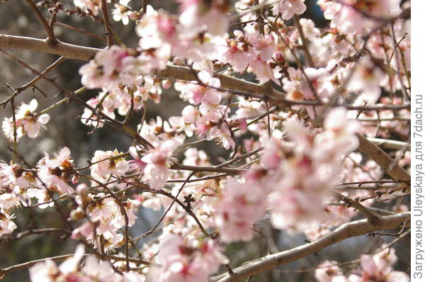 Опять весна, опять цветет миндаль