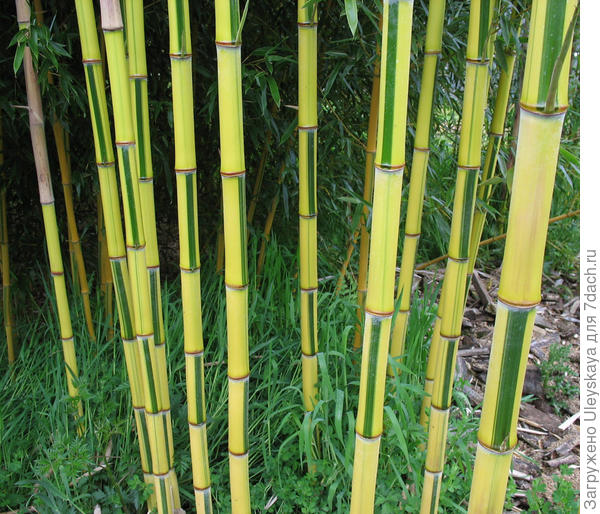 Второй бамбук, фото сайта www.shweeashbamboo.com