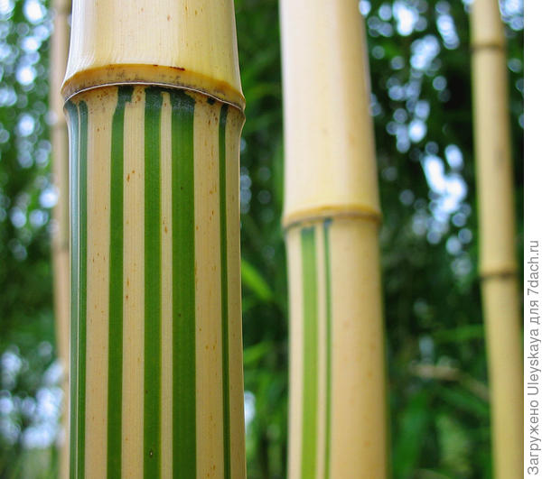 Третий бамбук, фото сайта www.shweeashbamboo.com