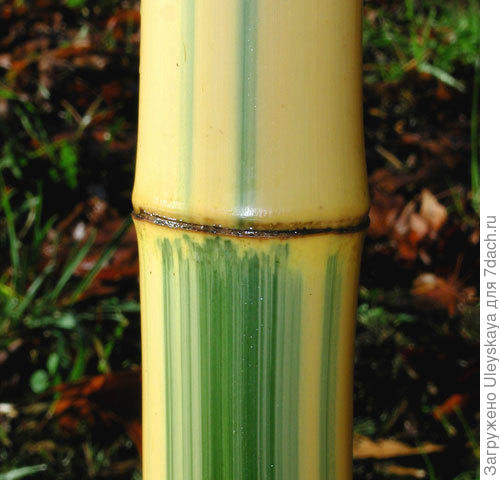 Первый бамбук, фото сайта www.bamboogarden.com