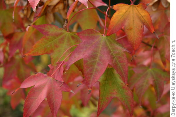 Клен Оливера