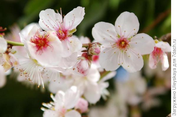 Обработанное фото