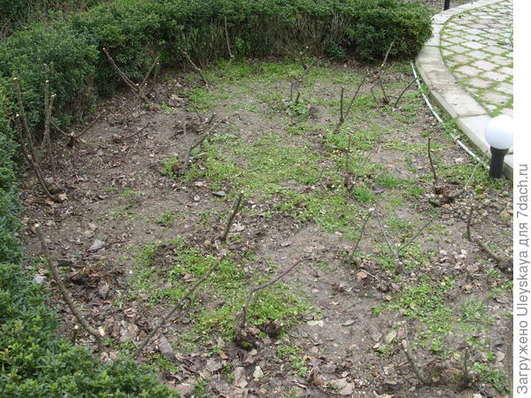 Розы после обрезки