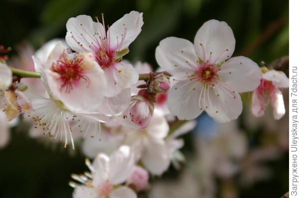 Обработанное фото