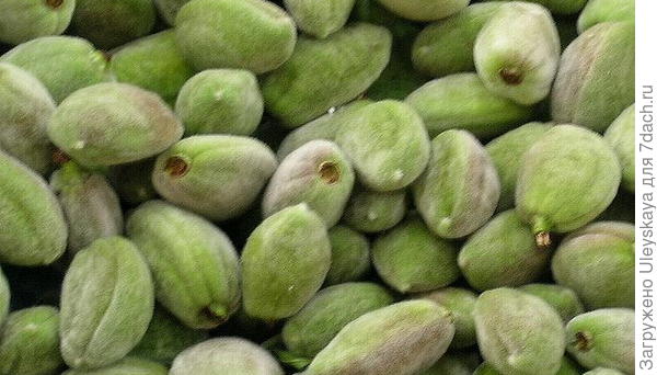 Орехи миндаля еще в околоплоднике, фото сайта www.udec.ru