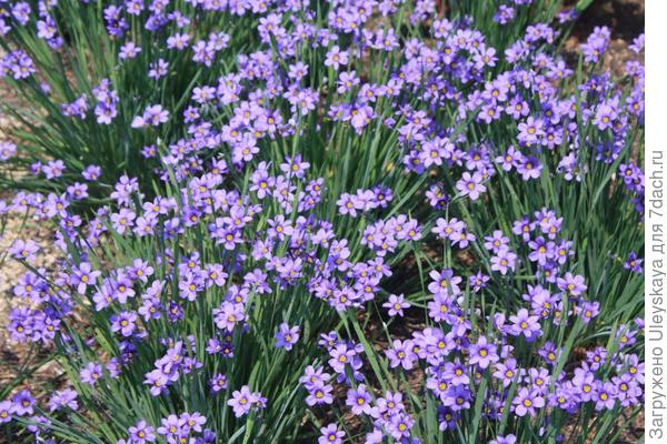 Сисиринхий сорт Luceme, фото сайта www.wisfarmer.com