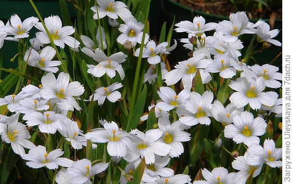 Сисиринхий сорт Iceberg, фото сайта www.knollgardens.co.uk