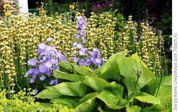 Сисиринхий полосатый с колокольчиками и хостой, фото сайта lievesgarden.skynetblogs.be