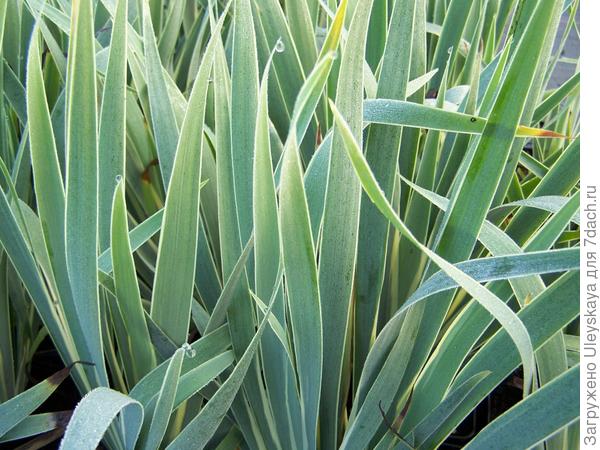 Сисиринхий полосатый Variegatum, фото сайта www.perryhillnurseries.co.uk