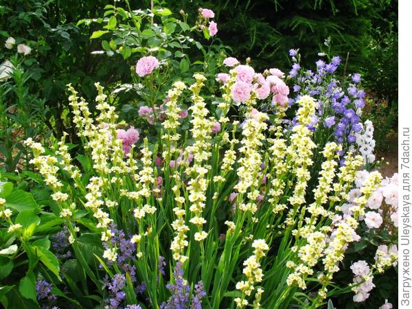 Сисиринхий полосатый с розами и колокольчиками, фото сайта lejardindecheneland.blogspot.com