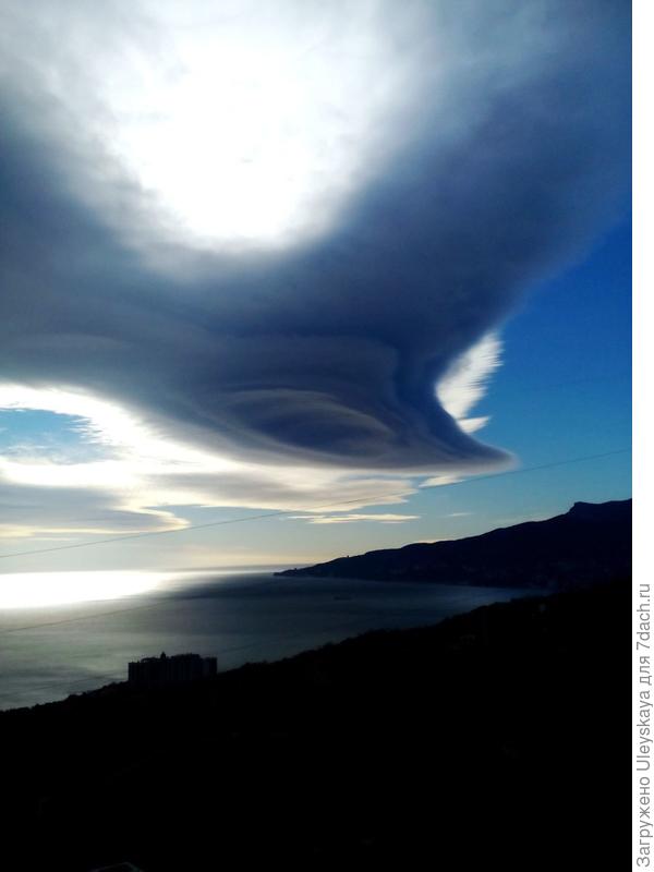 Белая птица