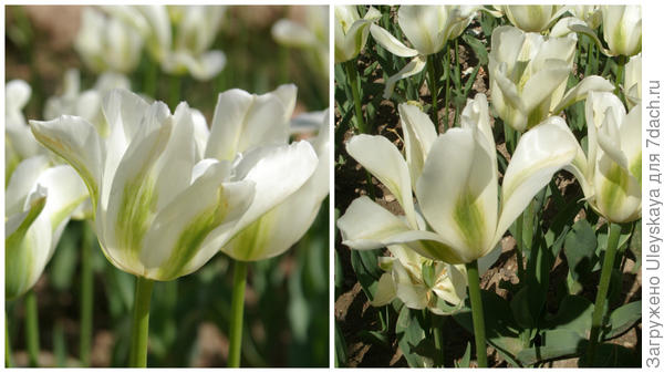 Тюльпан сорт Spring Green