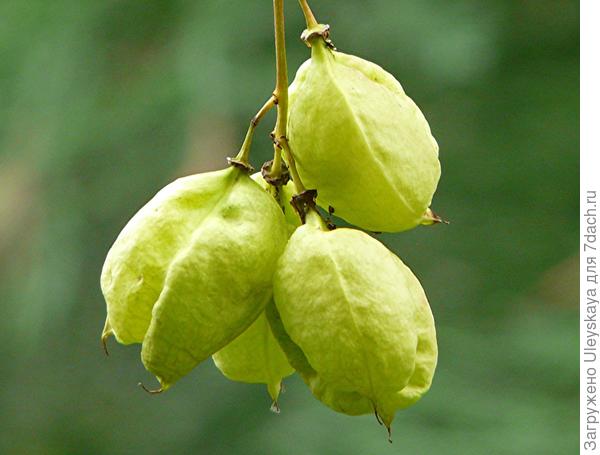 Plody kolchidské klekacha, foto z webu www.botanischer-garten-wuppertal.de