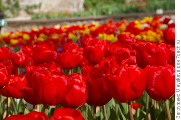 Тюльпаны 2