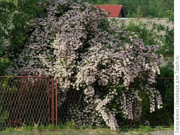 Кольквиция у забора, фото сайта plantsgallery.blogspot.com