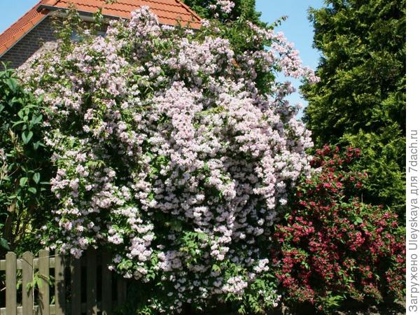 Кольквиция с вейгелой, фото сайта www.flowrum.ru