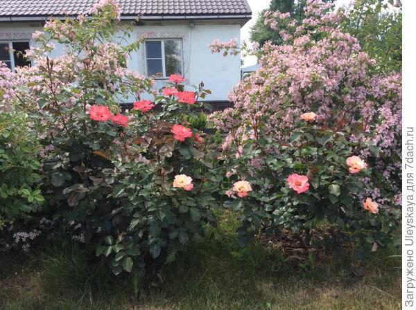 Кольквиция с розами, фото сайтаdachniiotvet.galaktikalife.ru